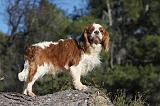 CAVALIER KING CHARLES 301